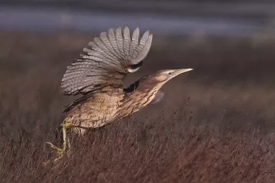 Australisian bittern