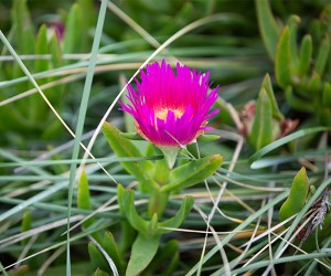 The ice plant (Carpobrotus edulis) is long-lived and is a common sight around some parts of Te Waihora