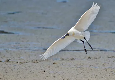 Kōtuku/Royal spoonbill