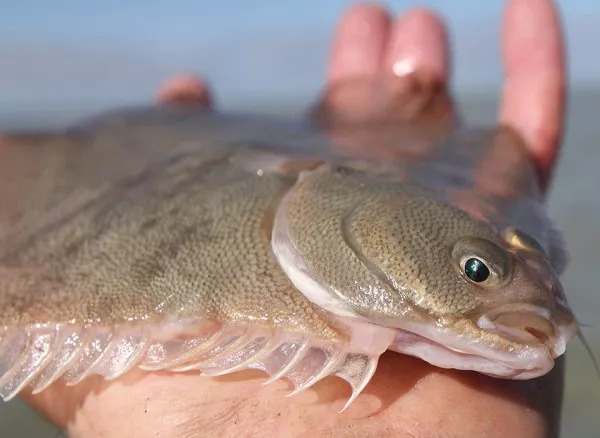 Sand flounder