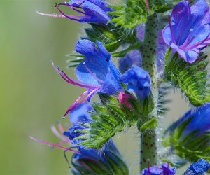 Viper's bugloss