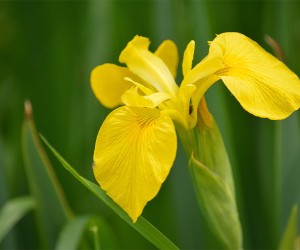 Yellow Flag Iris
