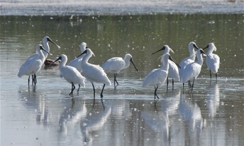 Royal spoonbill flock Steve Attwood