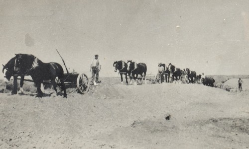 Horse cart Te Waihora