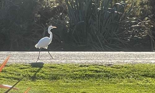 Kotuku heron