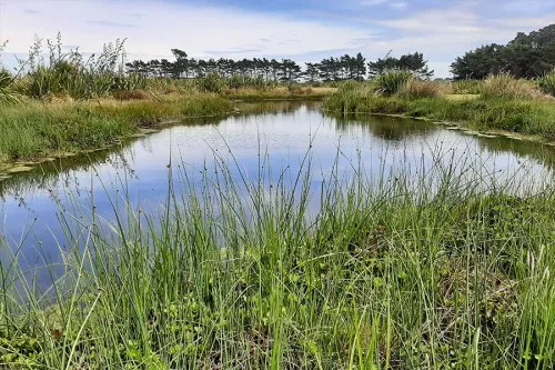 Waikēkēwai wetland
