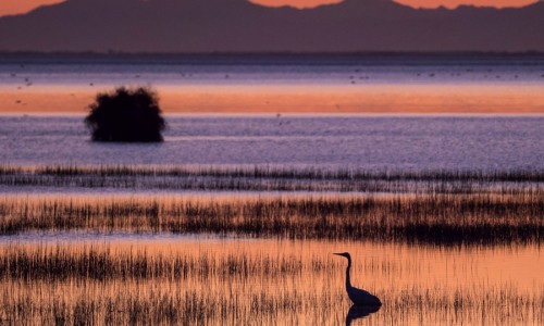 Te Waihora   sunset Heron