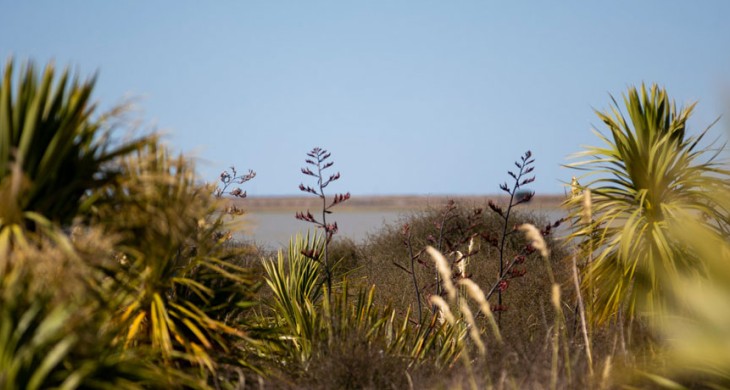 Te Waihora_flax