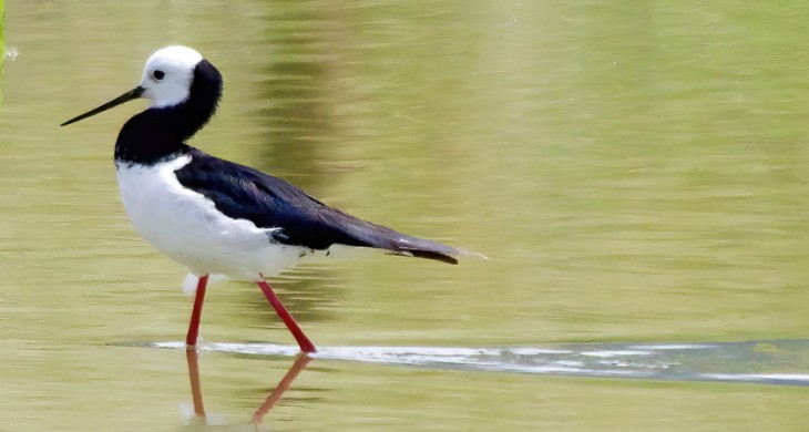 Pied Stilt Steven Howard